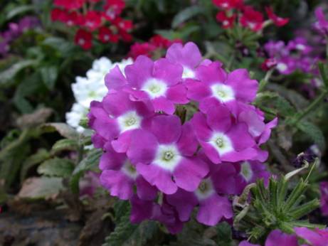 معرفی و راهنمای پرورش گیاهان زینتی فضای باز - وربنا